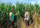 Dukung Ketahanan Pangan, Bhabinkamtibmas Buer Pantau Kondisi Tanaman Jagung Petani