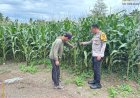 Dukung Asta Cita Ketahanan Pangan, Bhabinkamtibmas Desa Rhee Loka Sambangi Petani Jagung Hibrida