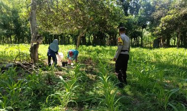 Wujudkan Kedaulatan Pangan, Personel Polsek Buer Dampingi Petani Jagung di Desa Tarusa